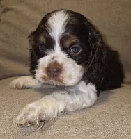 No Name, a male Cocker Spaniel for sale in Sheboygan, WI – 2 of 6