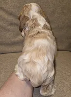 No Name, a male Cocker Spaniel for sale in Sheboygan, WI – 4 of 6
