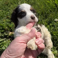 No Name, a male Cocker Spaniel for sale in Sheboygan, WI – 2 of 10