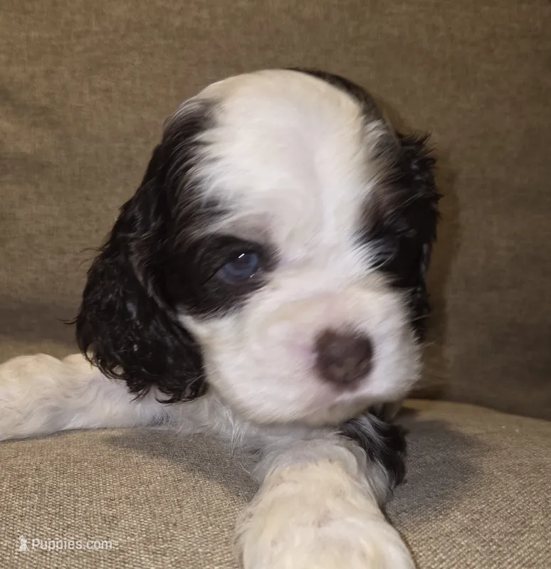 No Name – Cocker Spaniel puppy for sale in Sheboygan, WI