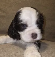 No Name, a male Cocker Spaniel for sale in Sheboygan, WI – 1 of 5