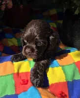 No Name, a male Cocker Spaniel for sale in Sheboygan, WI – Photo 2 of 6