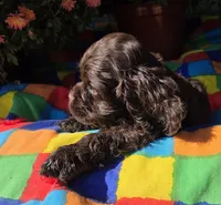No Name, a male Cocker Spaniel for sale in Sheboygan, WI – Photo 5 of 6