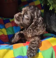 No Name, a male Cocker Spaniel for sale in Sheboygan, WI – Photo 1 of 6
