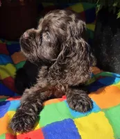 No Name, a male Cocker Spaniel for sale in Sheboygan, WI – Photo 4 of 6