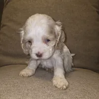 No Name, a female Cocker Spaniel for sale in Sheboygan, WI – 9 of 10
