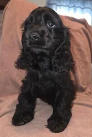 No Name, a male Cocker Spaniel for sale in Sheboygan, WI – Photo 3 of 5
