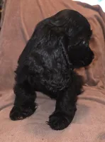 No Name, a male Cocker Spaniel for sale in Sheboygan, WI – Photo 2 of 5