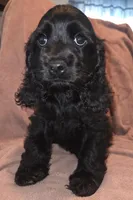 No Name, a male Cocker Spaniel for sale in Sheboygan, WI – Photo 1 of 5