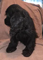 No Name, a male Cocker Spaniel for sale in Sheboygan, WI – Photo 5 of 5