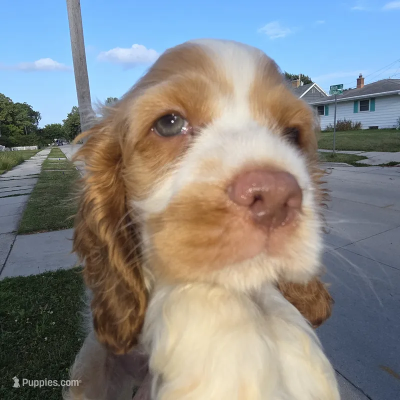 No Name – Cocker Spaniel puppy for sale in Sheboygan, WI