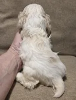 No Name, a female Cocker Spaniel for sale in Sheboygan, WI – 4 of 10