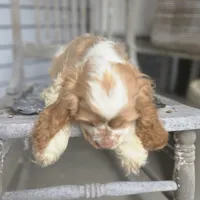 No Name, a male Cocker Spaniel for sale in Sheboygan, WI – 5 of 10