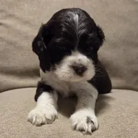 No Name, a male Cocker Spaniel for sale in Sheboygan, WI – 1 of 5