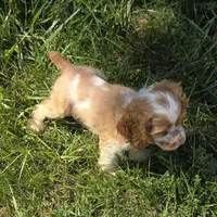 No Name, a male Cocker Spaniel for sale in Sheboygan, WI – 6 of 10