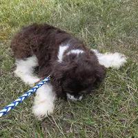 PORTER, a male Cocker Spaniel for sale in Sheboygan, WI – 6 of 10