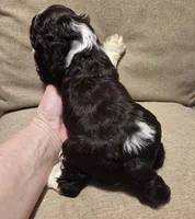 No Name, a female Cocker Spaniel for sale in Sheboygan, WI – 4 of 4