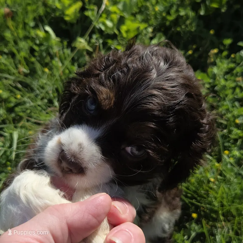 No Name – Cocker Spaniel puppy for sale in Sheboygan, WI