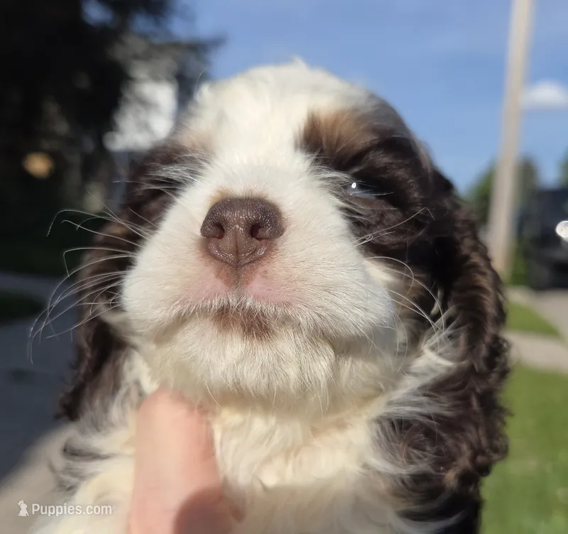 No Name – Cocker Spaniel puppy for sale in Sheboygan, WI