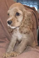 No Name, a male Cocker Spaniel for sale in Sheboygan, WI – Photo 5 of 7