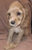 No Name, a male Cocker Spaniel for sale in Sheboygan, WI – Photo 2 of 7