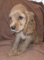 No Name, a male Cocker Spaniel for sale in Sheboygan, WI – Photo 7 of 7