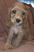 No Name, a male Cocker Spaniel for sale in Sheboygan, WI – Photo 1 of 7