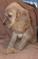 No Name, a male Cocker Spaniel for sale in Sheboygan, WI – Photo 6 of 7