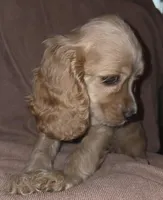 No Name, a male Cocker Spaniel for sale in Sheboygan, WI – Photo 3 of 7