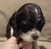 No Name, a male Cocker Spaniel for sale in Sheboygan, WI – 4 of 5