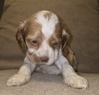 No Name, a male Cocker Spaniel for sale in Sheboygan, WI – 5 of 6