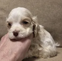 No Name, a female Cocker Spaniel for sale in Sheboygan, WI – 3 of 10