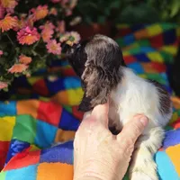 No Name, a male Cocker Spaniel for sale in Sheboygan, WI – Photo 4 of 8