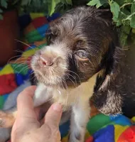 No Name, a male Cocker Spaniel for sale in Sheboygan, WI – Photo 1 of 8