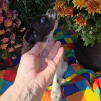 No Name, a male Cocker Spaniel for sale in Sheboygan, WI – Photo 7 of 8