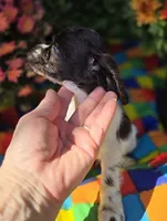 No Name, a male Cocker Spaniel for sale in Sheboygan, WI – Photo 3 of 8