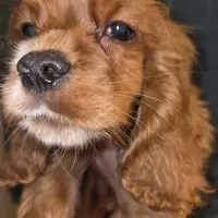 No Name, a male Cocker Spaniel for sale in Sheboygan, WI – Photo 7 of 7