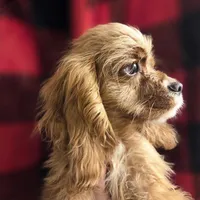 No Name, a male Cocker Spaniel for sale in Sheboygan, WI – Photo 2 of 7