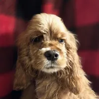 No Name, a male Cocker Spaniel for sale in Sheboygan, WI – Photo 5 of 7