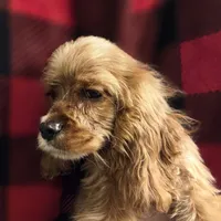 No Name, a male Cocker Spaniel for sale in Sheboygan, WI – Photo 4 of 7