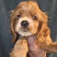No Name, a male Cocker Spaniel for sale in Sheboygan, WI – Photo 6 of 7