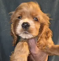 No Name, a male Cocker Spaniel for sale in Sheboygan, WI – Photo 6 of 7