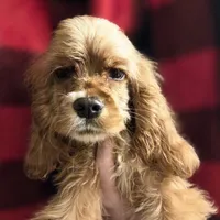 No Name, a male Cocker Spaniel for sale in Sheboygan, WI – Photo 3 of 7