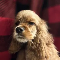 No Name, a male Cocker Spaniel for sale in Sheboygan, WI – Photo 1 of 7