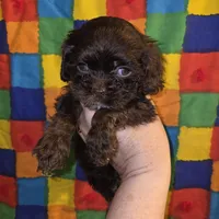 No Name, a female Cocker Spaniel for sale in Sheboygan, WI – Photo 4 of 6