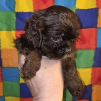 No Name, a female Cocker Spaniel for sale in Sheboygan, WI – Photo 6 of 6