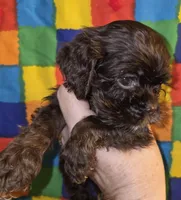 No Name, a female Cocker Spaniel for sale in Sheboygan, WI – Photo 1 of 6