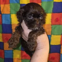 No Name, a female Cocker Spaniel for sale in Sheboygan, WI – Photo 2 of 6