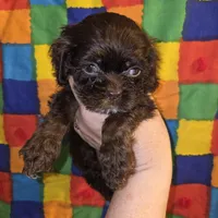 No Name, a female Cocker Spaniel for sale in Sheboygan, WI – Photo 3 of 6