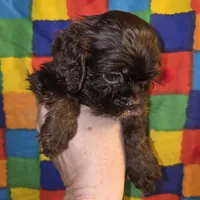 No Name, a female Cocker Spaniel for sale in Sheboygan, WI – Photo 5 of 6